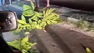 Kerbau-yang-ditabrak-mobil-di-jalan-raya-Pekanbaru-Bangkinang.jpg