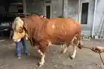 20261405-Sapi-Batu-Aji-yang-dibeli-Presiden-Prabowo-Subianto.jpg