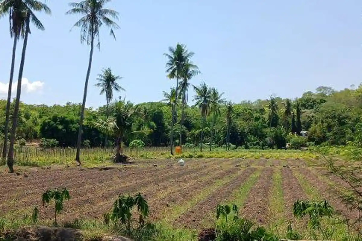 Dampak El Nino, 45 Persen Lahan Pertanian di Sumba Timur Kekeringan  