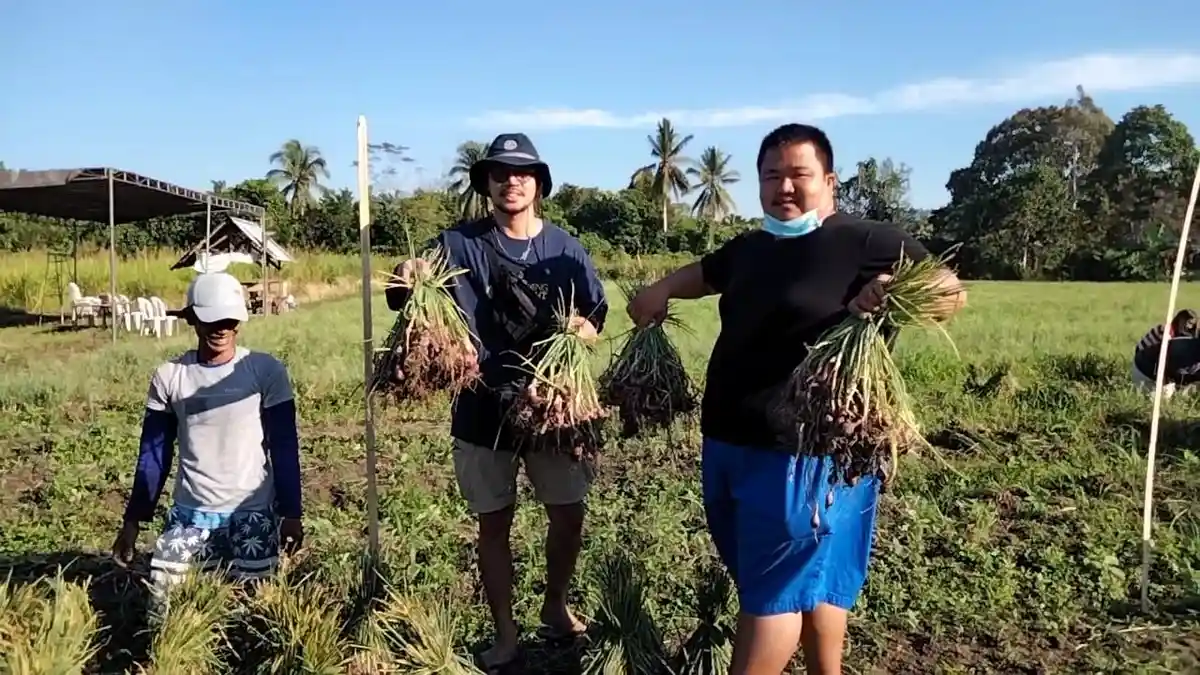 Dokter dan Pengusaha Muda Gabung Jurus Coba Peruntungan Jadi Petani Bawang, Hasil Panen Capai 15 Ton
