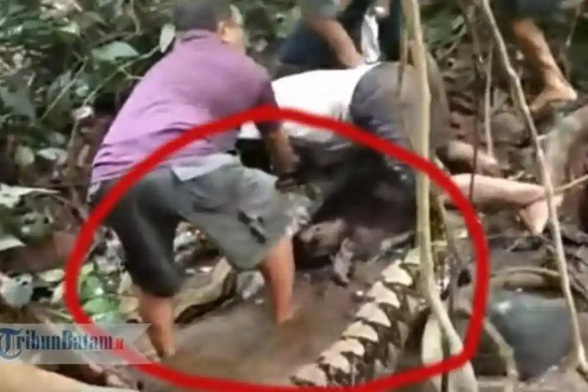 Video Warga Menangkap Ular Piton 8 Meter, Sempat Dikira Batang Kayu
