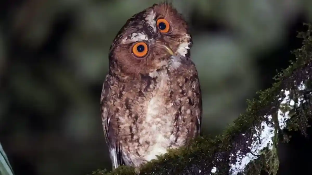 Daftar Jenis Burung Langka yang Kini Dilindungi di Indonesia