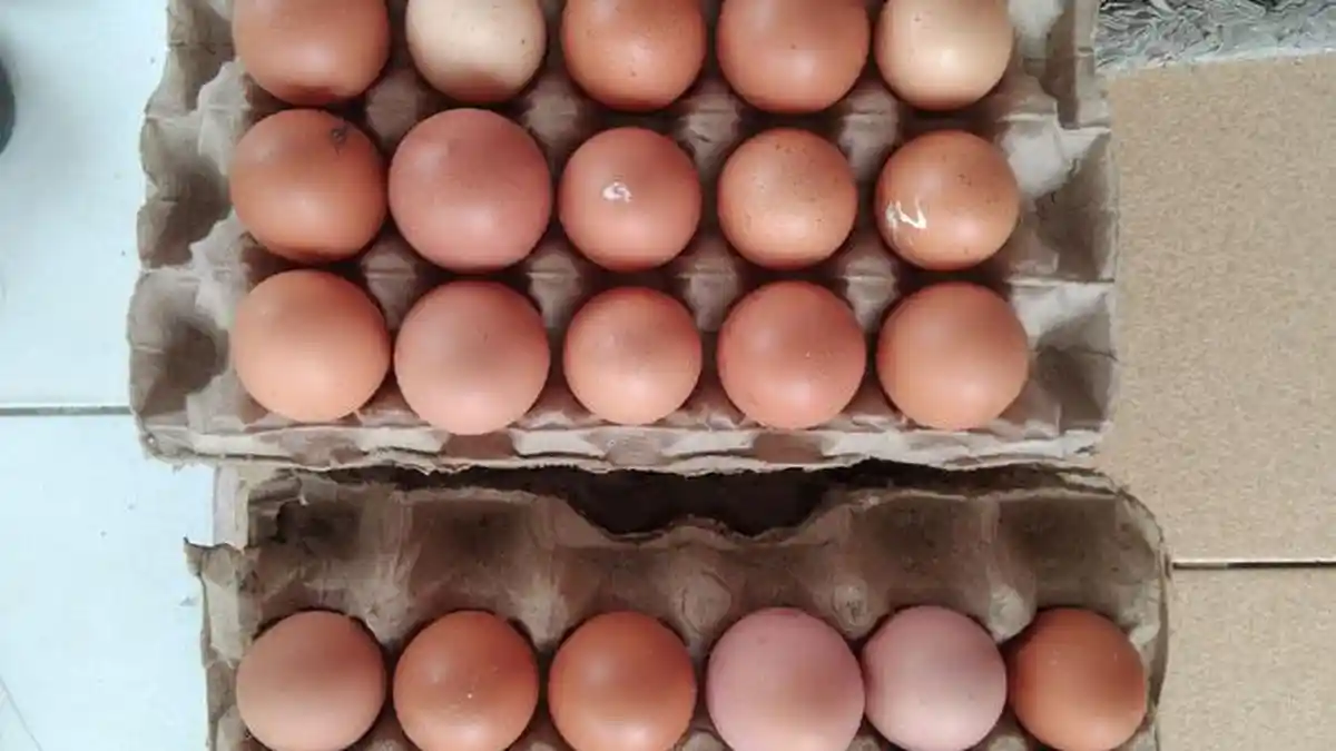 Harga Telur Ayam Broiler di Aceh Singkil Bertahan Masih Rp 1.600 Per Butir