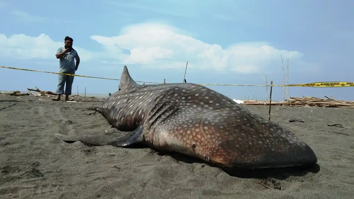 BREAKING NEWS : Seekor Hiu Paus Mati Terdampar di Pantai Congot Kulon Progo