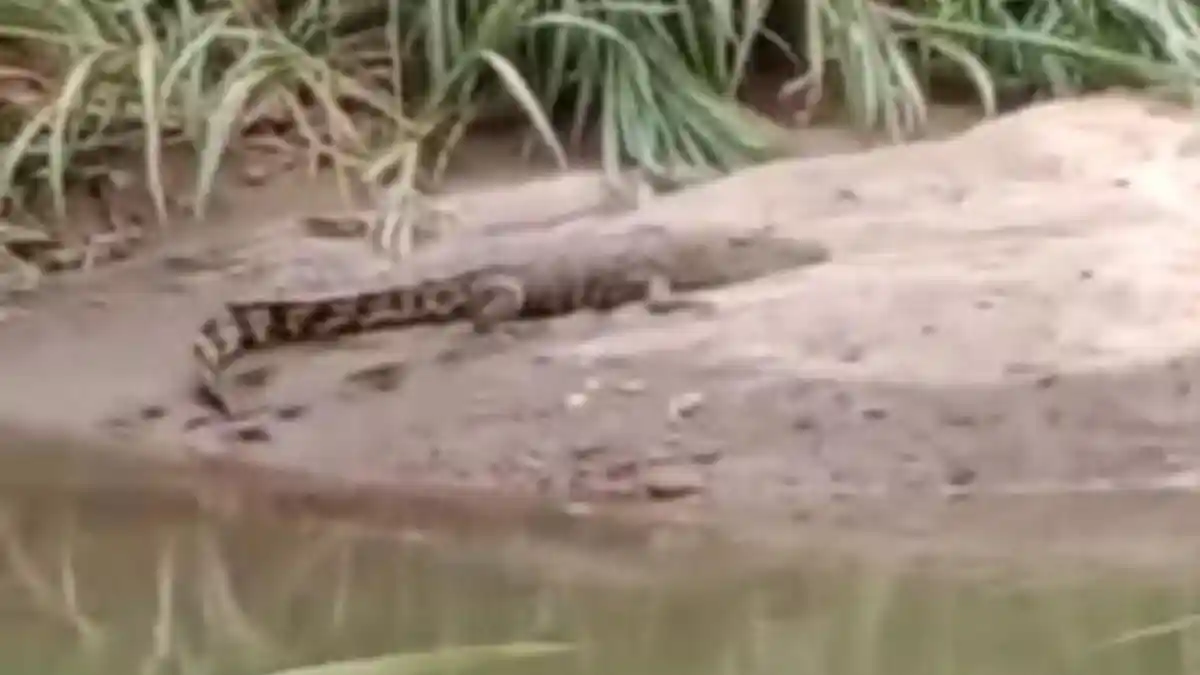 GEGER Kemunculan Buaya Sepanjang 3 Meter di Pasaman Barat, BKSDA Sumbar: Kami Sudah Lihat