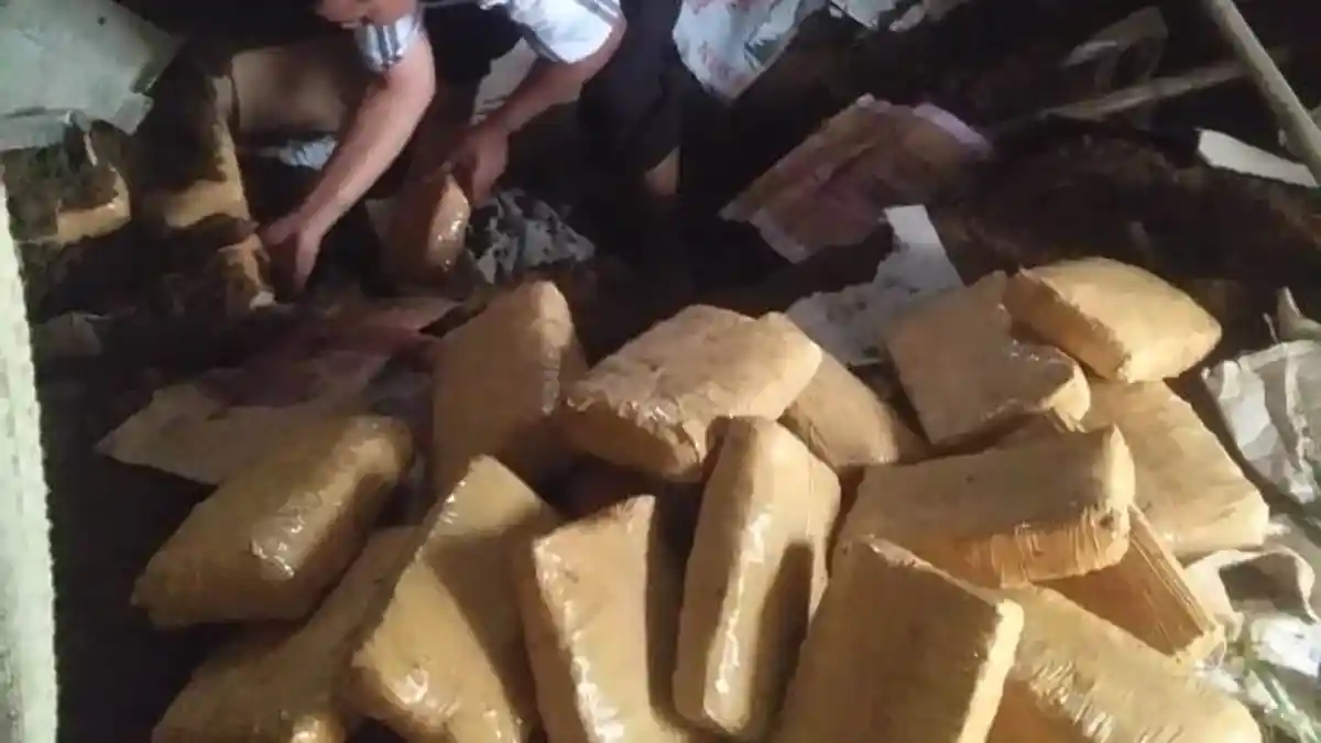 BNN Ungkap Penyimpanan 143 Kilogram Ganja di Kota Siantar