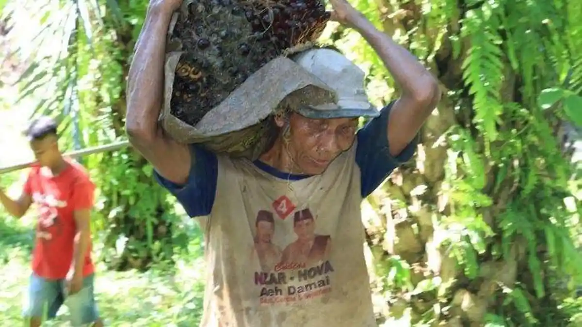 Kisah Rusmito, Kakek Tunanetra di Aceh Bekerja Mengangkuti Tandan Kelapa Sawit, Pantang Minta-Minta