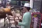 Sapi Kurban Lepas dan Ngamuk Masuk Warung Kopi di Mempawah, Pengunjung Panik Berhamburan