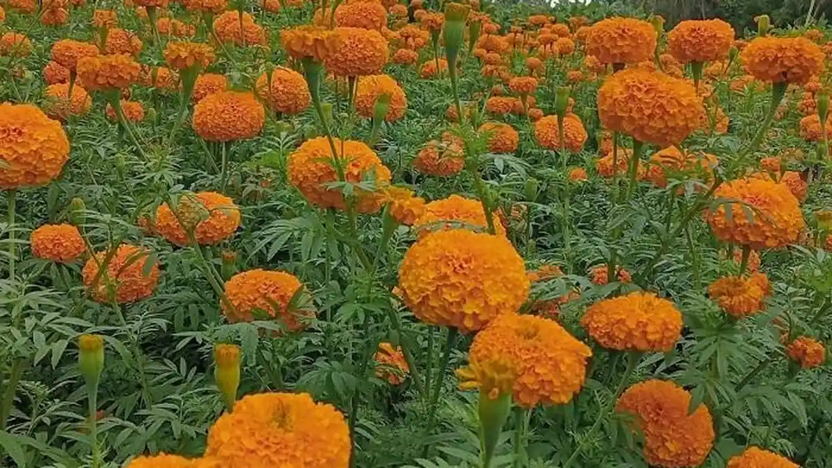 Harga Bunga Gumitir di Gianyar Anjlok Sentuh Rp 6 Ribu Per Kilogram, Begini Sebabnya