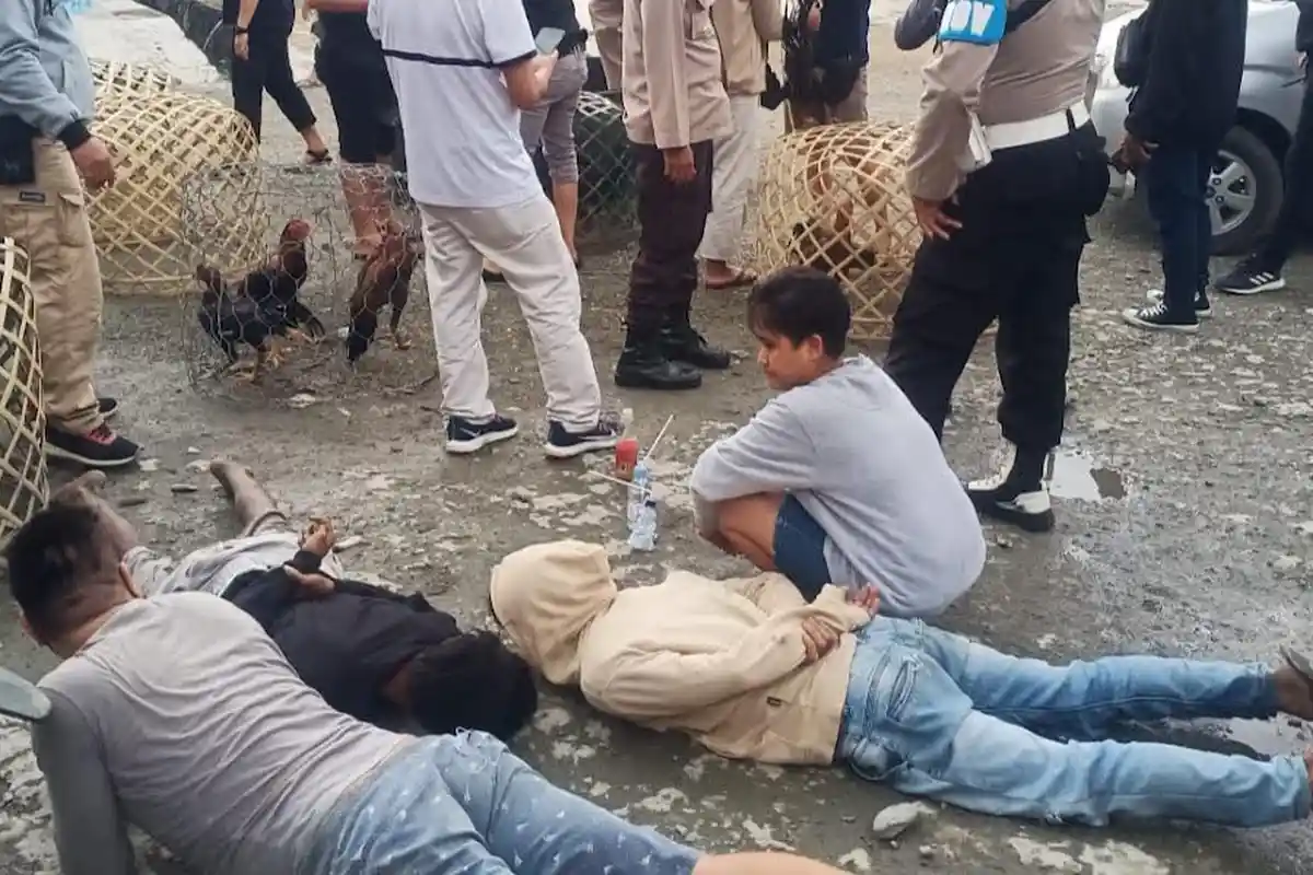 Berita Populer Sulteng: Gerebek Lokasi Sabung Ayam di Palu hingga 3 Pengedar Sabu di Sigi Ditangkap