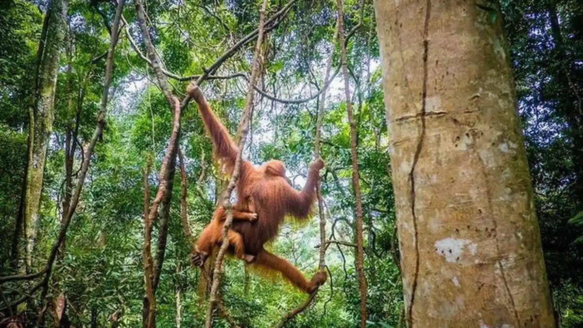 Warga Aceh Selatan Dilaporkan Hilang Saat Mencari Rotan di Hutan