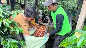 harga-kopi-gayo-di-Aceh-Tengah-0406.jpg