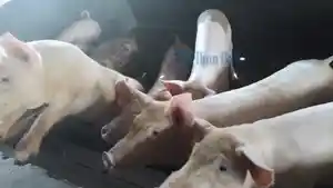 Puluhan-babi-mati-mendadak-di-Canggu-Bali-dugaan-wabah-virus-ASF.jpg