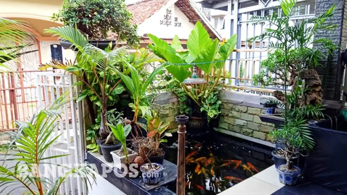 Pecinta Koi Wajib Tahu, Ini Tips Pemberian Pakan Koi di Musim Hujan