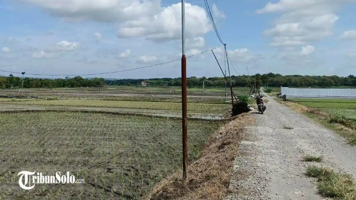 Petani Canden Boyolali Kehilangan Kabel Pompa Irigasi, Serabut Tembaga Jadi Incaran