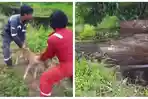 aksi-pria-berseragam-wearpack-yang-membuang-seekor-anjing-ke-rawa-berisi-buaya.jpg