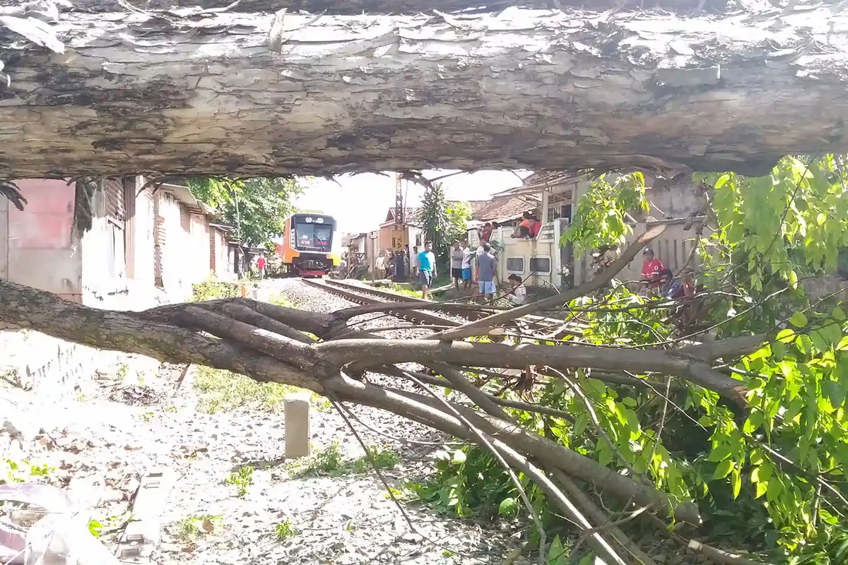 BREAKING NEWS: Ini Penyebab Pohon Tumbang Menurut Warga