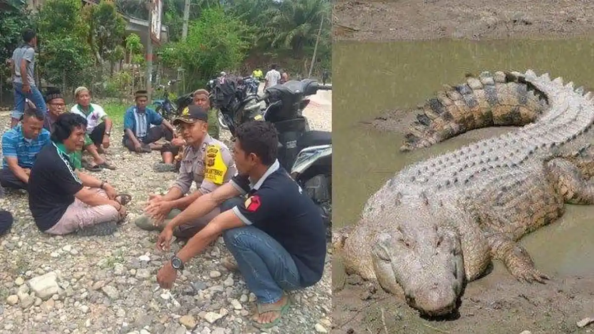 Karsani dan Syehtawaruddin Tak Berdaya Melihat Rekannya Diterkam dan Diseret Buaya