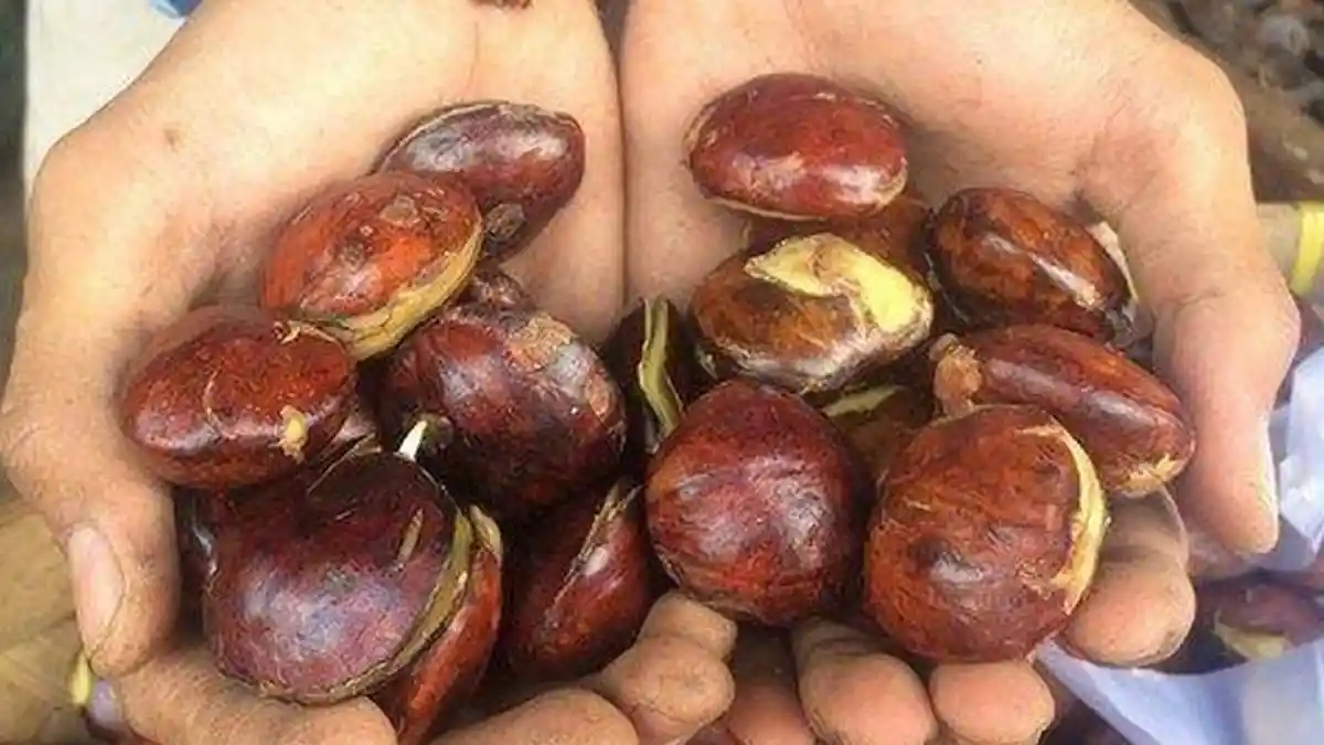 Anda Suka Makan Jengkol, Ini Khasiatnya bagi Kesehatan Tubuh, Bisa Mengontrol Kadar Gula Darah