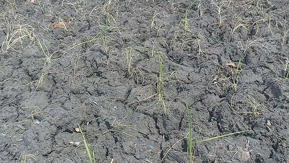 BMKG Sebut Wilayah di NTT Ini Alami Kekeringan Ekstrem Selama 61 Hari