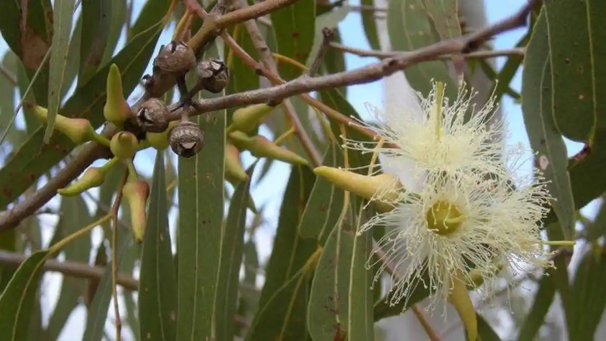 Mengenal Eukaliptus, Tanaman Asli Australia yang Digunakan Untuk Pengobatan Tradisional