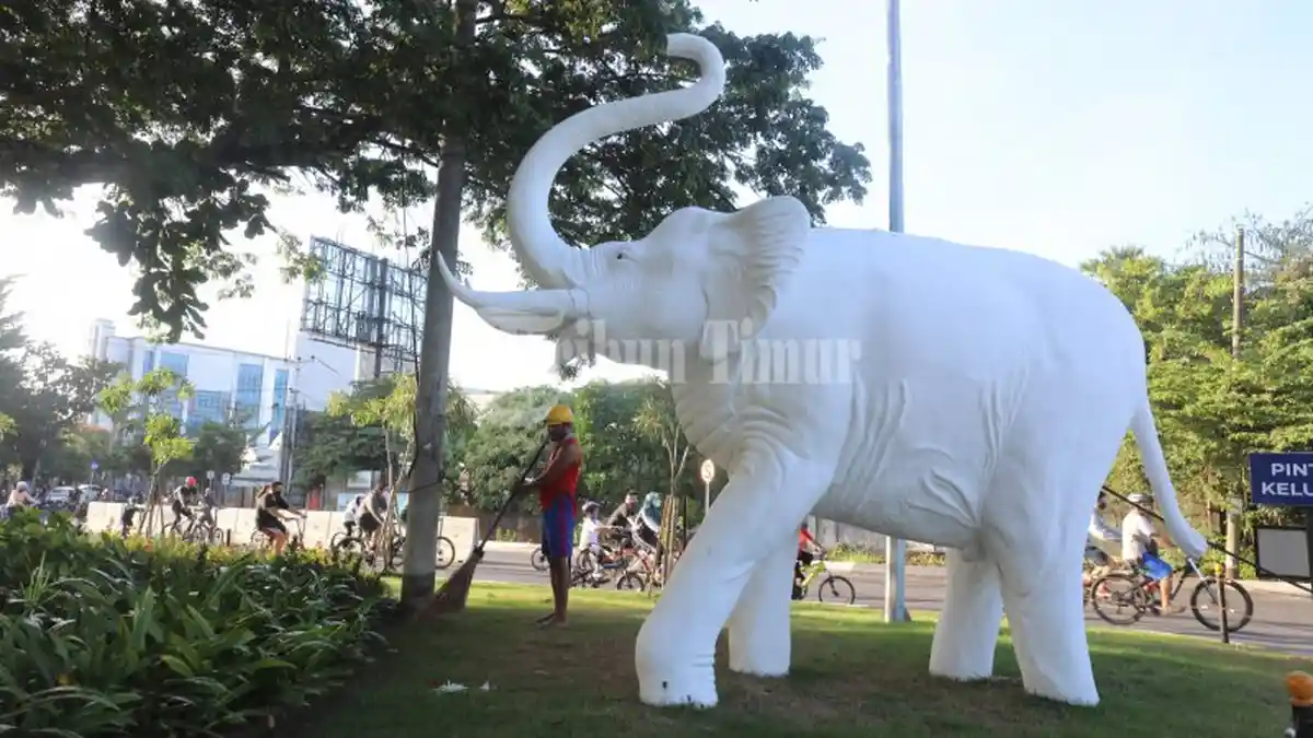 FOTO: Gajah Losari Kini Warna Putih
