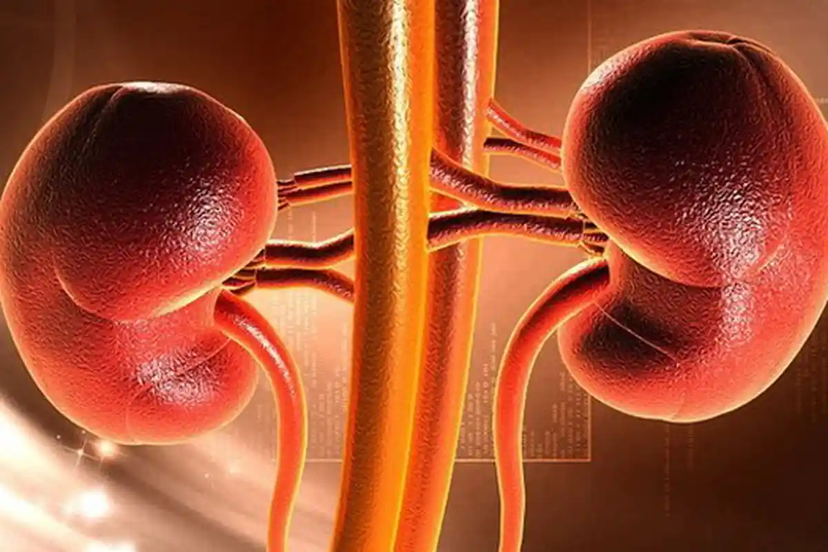 Tanpa Disadari 10 Kebiasaan Ini Bikin Rusak Ginjal