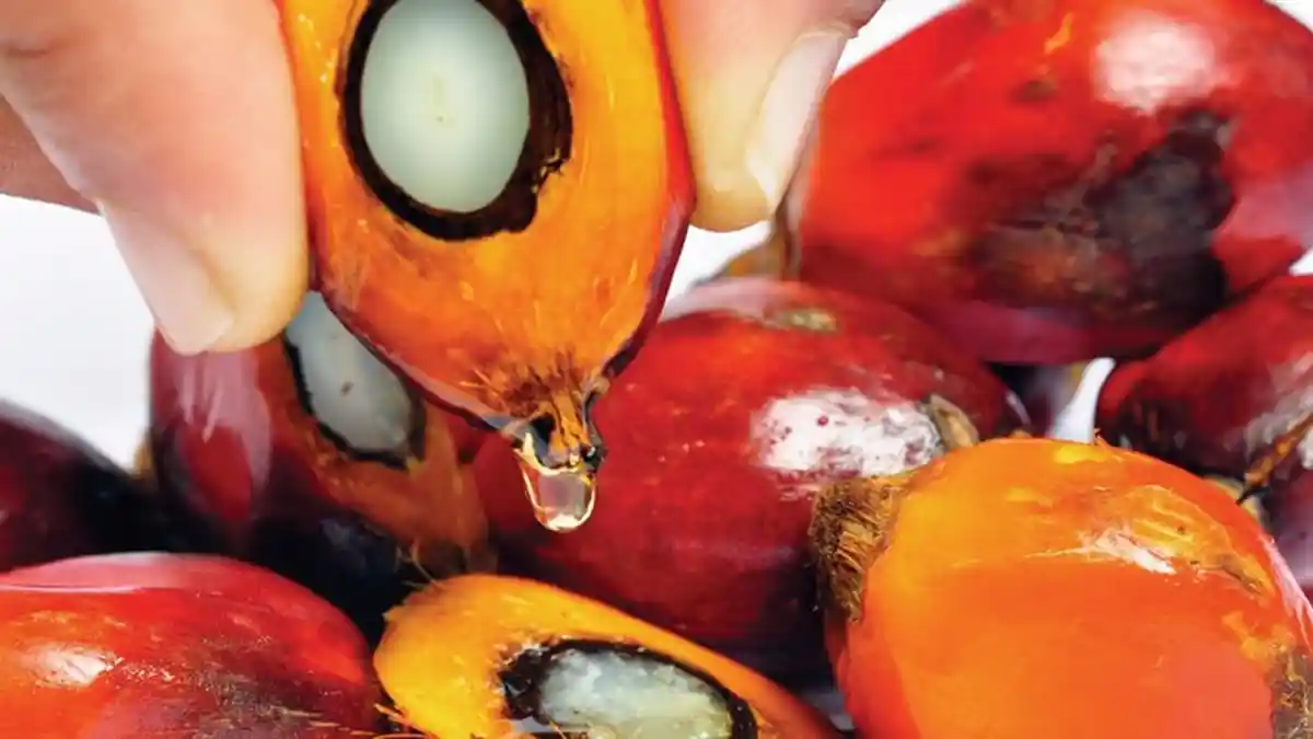 ITB Kembangkan Bensa (Bensin Sawit) Bahan Bakar Kendaraan, Sukses Uji Coba ke Mobil dan Motor