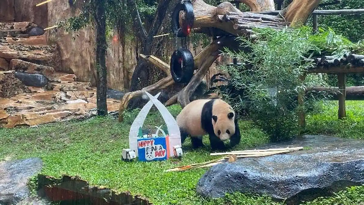 Perayaan Hari Panda Nasional di TSI Bogor, 2 Panda Bikin Tingkah Gemas ...