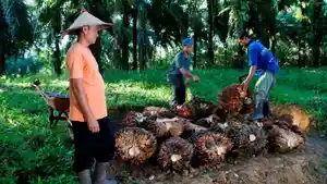 Harga-Sawit-Sempat-Tertekan-PTPN-IV-PalmCo-Jaga-Serapan-TBS-Petani-Sesuai-Aturan.jpg