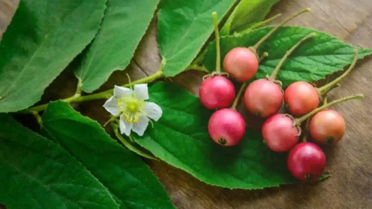 Manfaat Buah Kersen / Muntingia calabura untuk Kesehatan