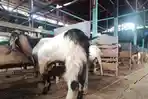 Tempat-jual-beli-kambing-Putra-Beken.jpg