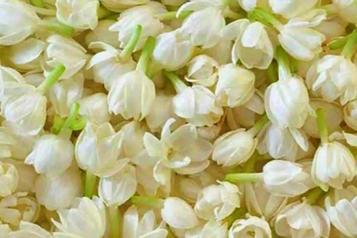 Harga Bunga Melati Pemalang Tembus Rp 130 Ribu per Kg, Apa yang Bikin Mahal?