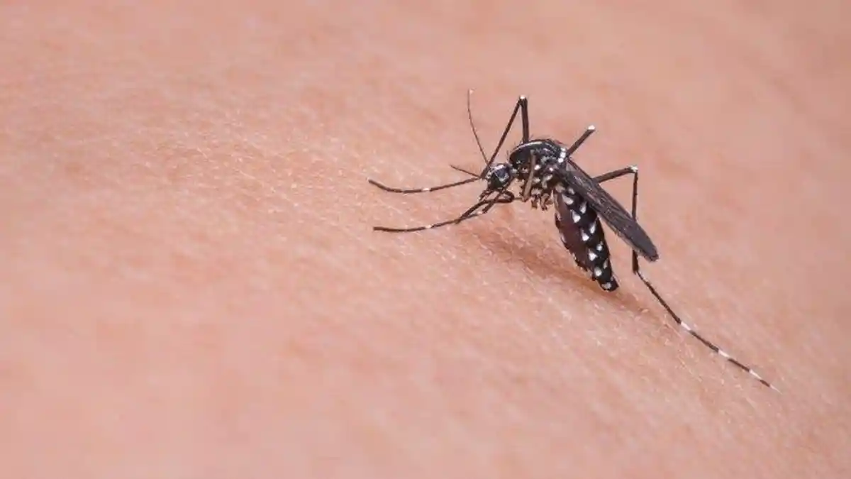 Menurun, Warga Banyuwangi Tetap Diminta Waspada Demam Berdarah Dengue