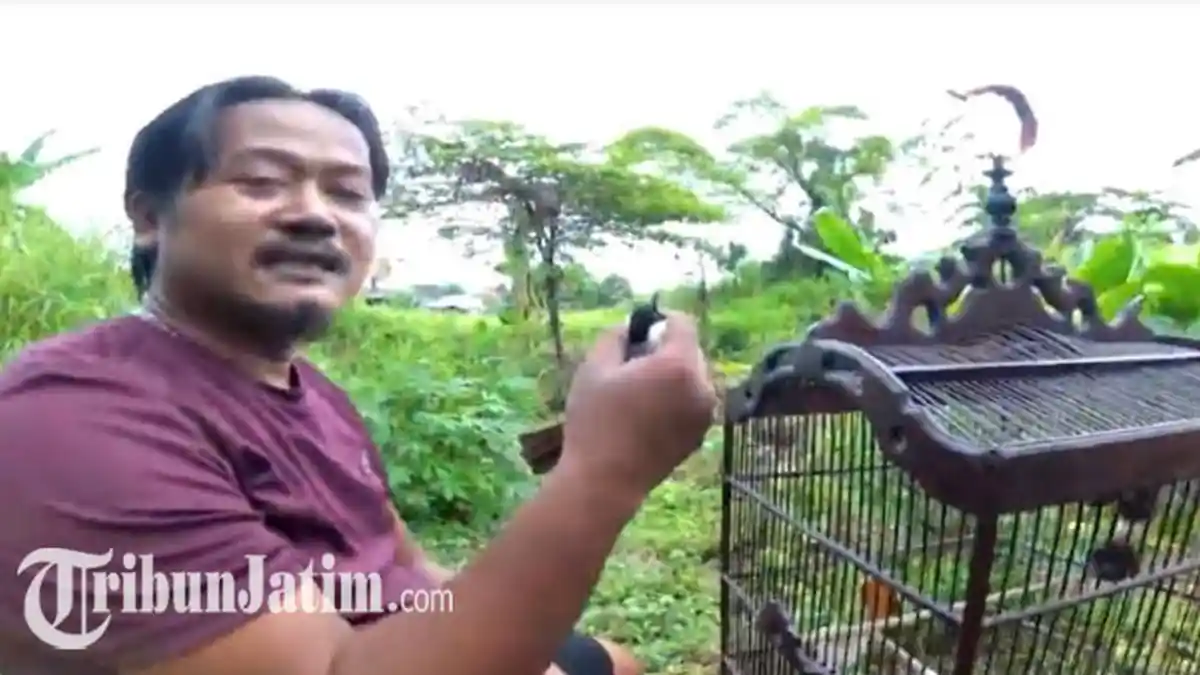 Peternak Gresik Hobi Melepas Burung ke Alam Bebas, Lega Lihat Burung Berkicau di Pepohonan: Nyaman