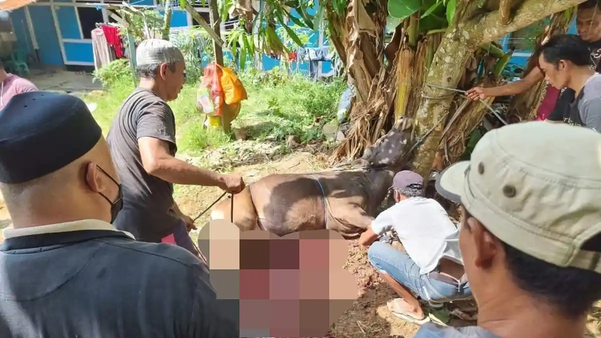 Garda Pemuda Nasdem Kaltim Sumbang 19 Hewan Kurban ke 6 Lokasi Berbeda