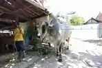 sapi-kades-sendangagung-kecamatan-kaliori-rembang-dibeli-presiden-jokowi-untuk-iduladha.jpg