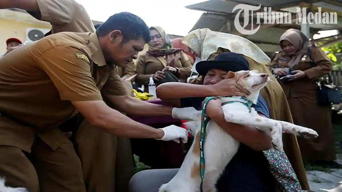 Berita Foto: Wabah Rabies Melanda Medan, Anak Anggota DPRD Sumut Digigit Anjing, Kenali Ciri-cirinya - 25072023_VAKSINASI-RABIES_ABDAN-SYAKURO-2.jpg