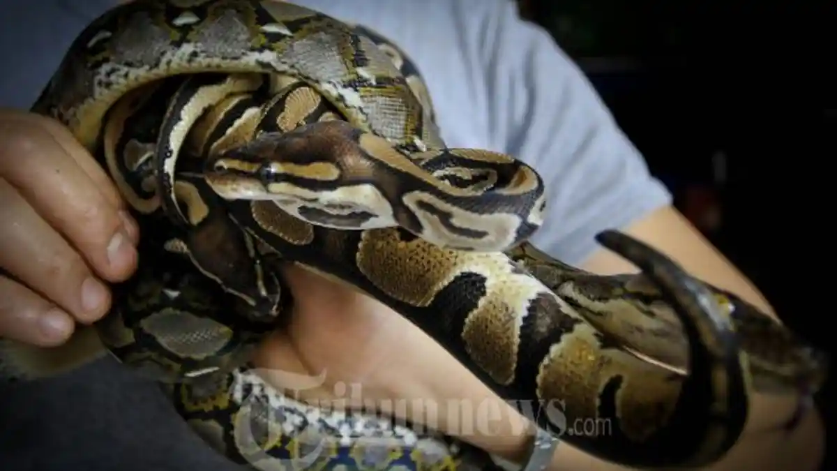 Kebakaran Terjadi di Rumah Pecinta Reptil, 80 Ekor Ular Mati Terpanggang