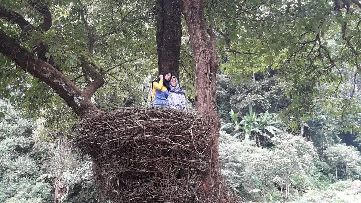 Ada Sarang Burung Elang Raksasa di Gunung Puntang