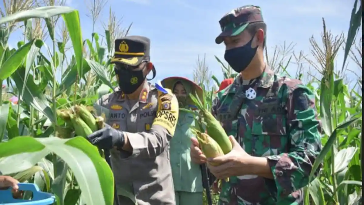 Manfaatkan Lahan Kosong, Dandim dan Kapolres Lhokseumawe Panen Jagung di Lahan Demplot