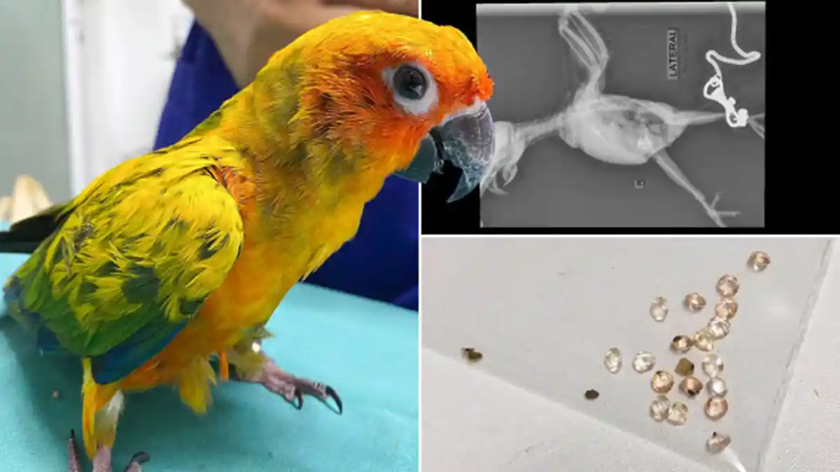 Burung Parkitnya tak Mau Makan, Pria Ini Bawa Peliharaannya ke Dokter,Ternyata Kaget Tau Penyebabnya