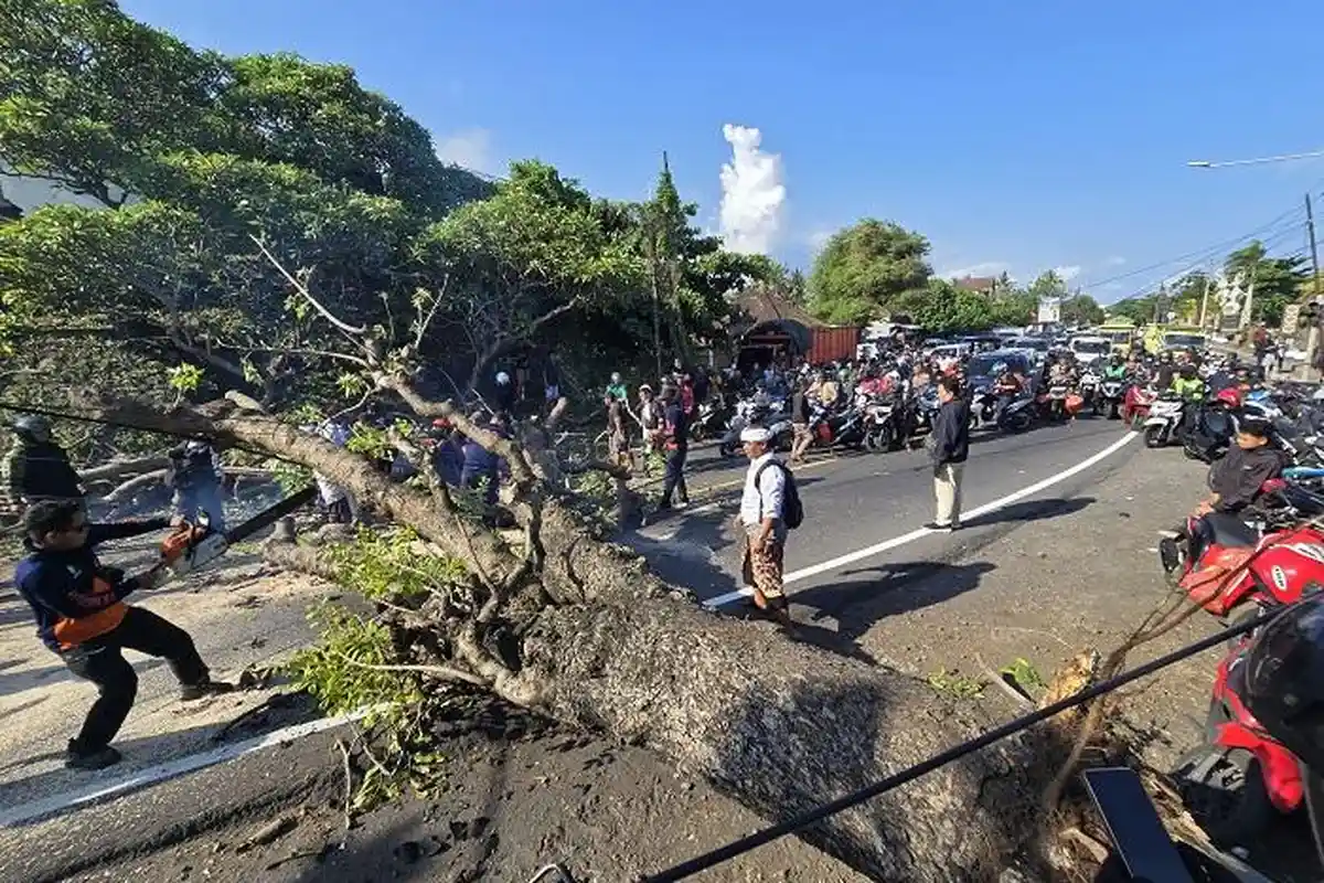 LUMPUH Total 30 Menit Lalu Lintas Bikin Macet, Pohon Tumbang Tutup Jalur Klungkung - Karangasem