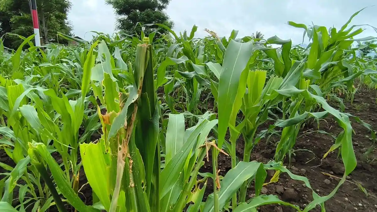 Tanaman Jagung di Sikka Diserang Hama Ulat Grayak, Petani Cemas