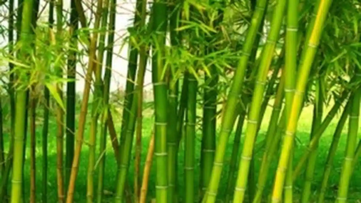 Manfaat Bambu yang Bernilai Ekonomis Jika Diolah Baik