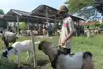 pasar-hewan-demak-tetap-buka-kambing.jpg