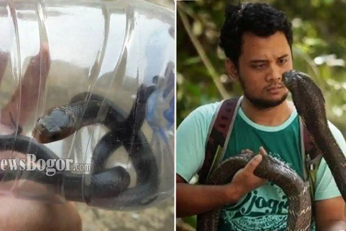 Teror Anak Ular Kobra di Citayam Bogor, Panji Petualang : Memang Sedang Musimnya Menetas