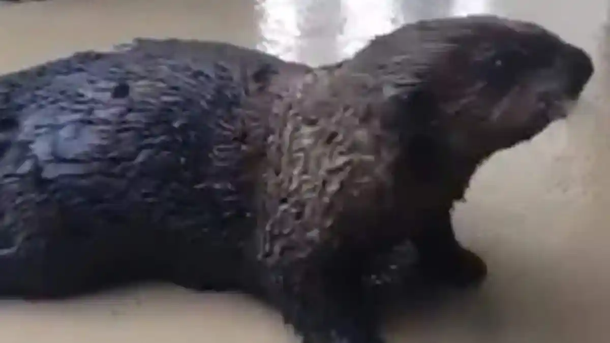 Kena Asma, Seekor Anjing Laut Diberi Alat Bantu Pernafasan