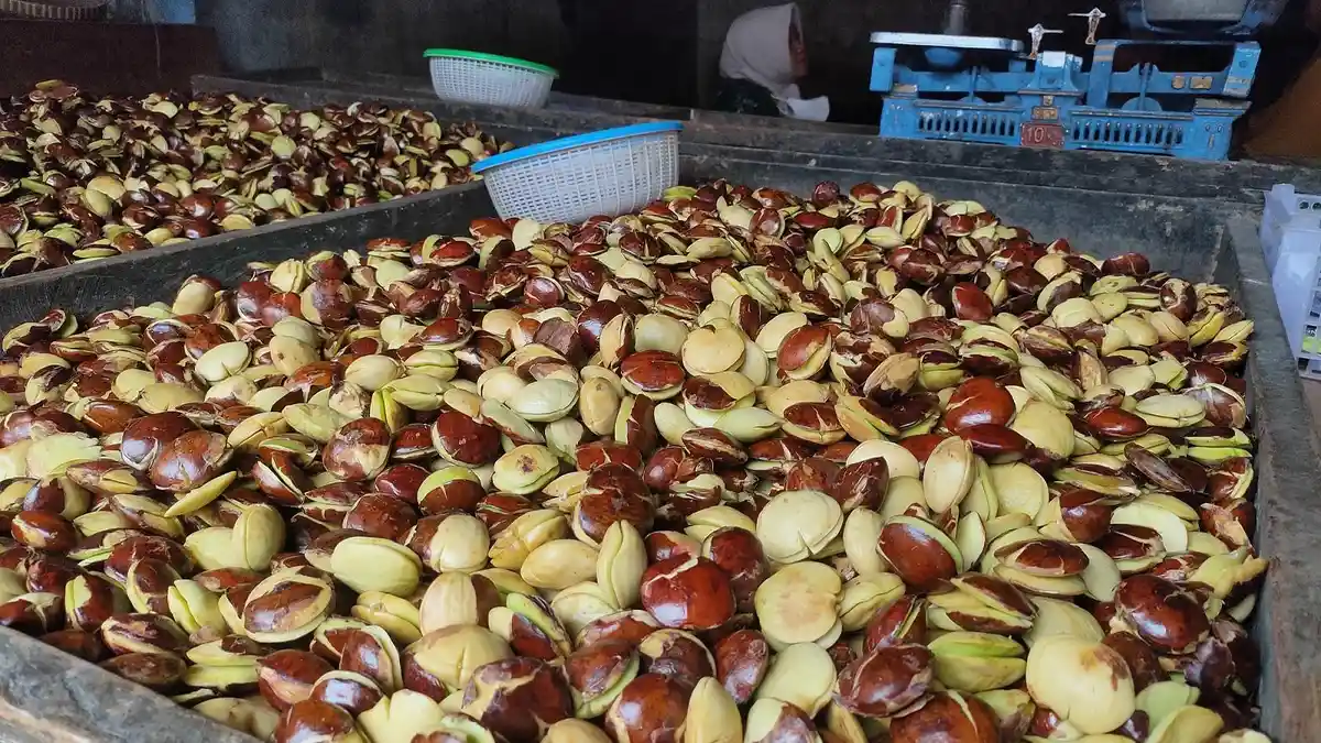Waduh, Harga Jengkol di Majalengka Lebih Mahal dari Daging Ayam, Tembus Rp 58 Ribu!
