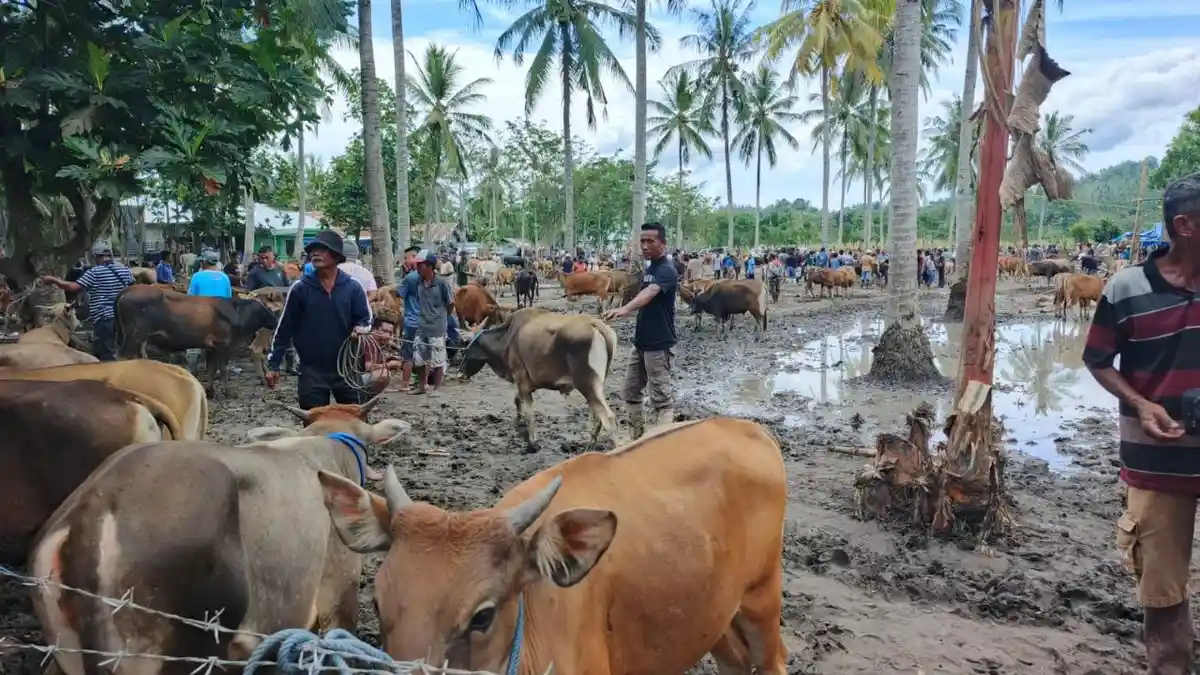 Ketua DPRD Bone Bolango Minta Pengawasan Hewan Kurban Diperketat Jelang Iduladha 2026
